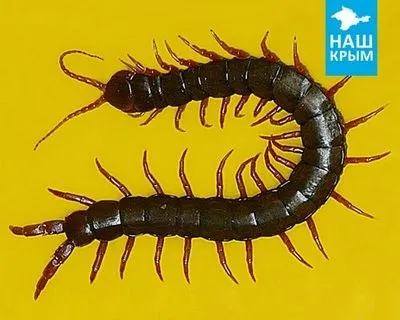 Сколопендра кримська в будинку як позбутися (кримська) Сколопендра кримська в будинку як позбутися