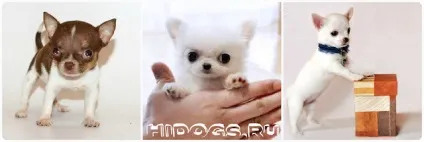 Скільки живуть чихуахуа тривалість життя і догляд (фото) (живуть) Скільки живуть чихуахуа тривалість життя і догляд (фото)