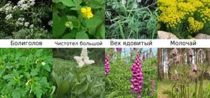 Симптоми і лікування проносу у шиншили (шиншили) Симптоми і лікування проносу у шиншили