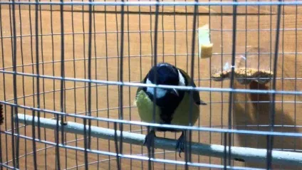 Синиця (parus) харчування та проживання, види, фото і відео, голос (parus) Синиця (parus) харчування та проживання, види, фото і відео, голос