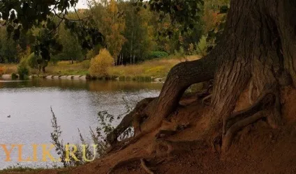 Скільки років живе дуб - огляд основних характеристик, фото і відео (можна визначити скільки) Скільки років живе дуб - огляд основних характеристик, фото і відео