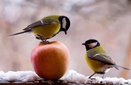 Синиця (parus) харчування та проживання, види, фото і відео, голос (синиця) Синиця (parus) харчування та проживання, види, фото і відео, голос