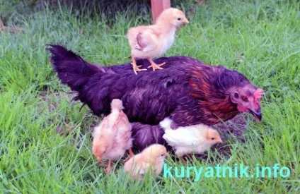 Скільки днів курка висиджує яйця