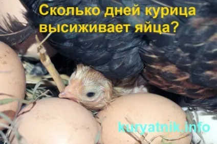 Скільки днів курка висиджує яйця