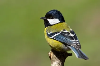 Синиця (parus) харчування та проживання, види, фото і відео, голос (види) Синиця (parus) харчування та проживання, види, фото і відео, голос