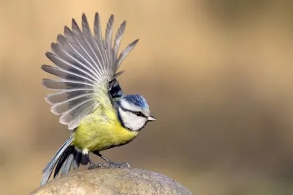Синиця (parus) харчування та проживання, види, фото і відео, голос (parus) Синиця (parus) харчування та проживання, види, фото і відео, голос
