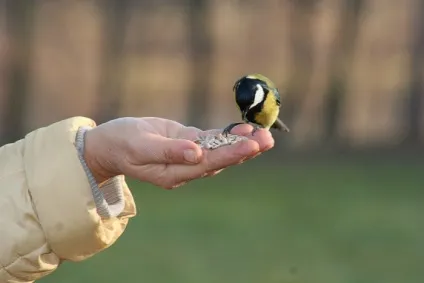 Синиця (parus) харчування та проживання, види, фото і відео, голос (називають санітарами лісу) Синиця (parus) харчування та проживання, види, фото і відео, голос