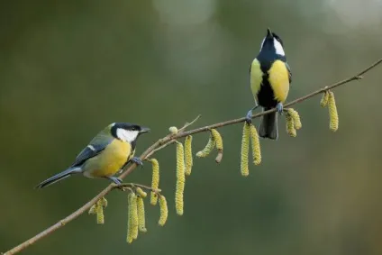 Синиця (parus) харчування та проживання, види, фото і відео, голос (види) Синиця (parus) харчування та проживання, види, фото і відео, голос