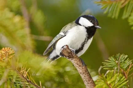 Синиця (parus) харчування та проживання, види, фото і відео, голос (parus) Синиця (parus) харчування та проживання, види, фото і відео, голос