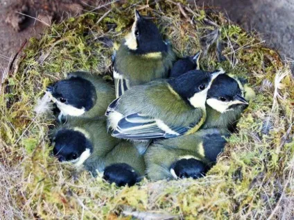 Синиця (parus) харчування та проживання, види, фото і відео, голос (синиця) Синиця (parus) харчування та проживання, види, фото і відео, голос