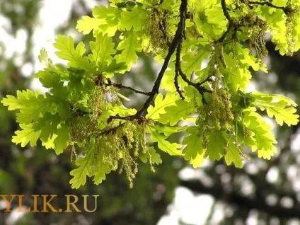 Скільки років живе дуб - огляд основних характеристик, фото і відео (живе) Скільки років живе дуб - огляд основних характеристик, фото і відео