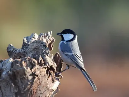 Синиця (parus) харчування та проживання, види, фото і відео, голос (види) Синиця (parus) харчування та проживання, види, фото і відео, голос