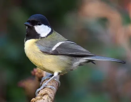 Синиця (parus) харчування та проживання, види, фото і відео, голос (parus) Синиця (parus) харчування та проживання, види, фото і відео, голос
