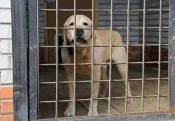 Собача робота Новомосковськ, як все влаштовано в кінологічному центрі для поліцейських собак (кінологічному) Собача робота Новомосковськ, як все влаштовано в кінологічному центрі для поліцейських собак