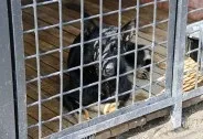 Собача робота Новомосковськ, як все влаштовано в кінологічному центрі для поліцейських собак (Карелія) Собача робота Новомосковськ, як все влаштовано в кінологічному центрі для поліцейських собак