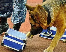 Собаки на митниці