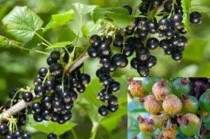 Смородина - боротьба з хворобами і шкідниками