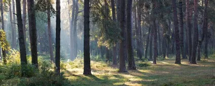 Твір на тему - проблема вирубки лісів (вирубки) Твір на тему - проблема вирубки лісів