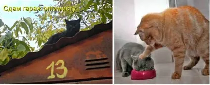 Смішні кішки - фото, приколи