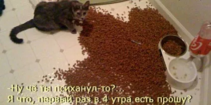 Смішні кішки - фото, приколи