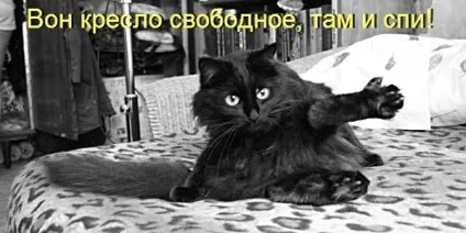 Смішні кішки - фото, приколи