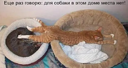 Смішні кішки - фото, приколи