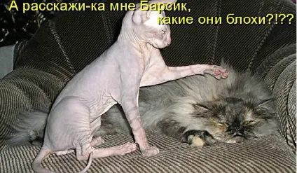 Смішні кішки - фото, приколи