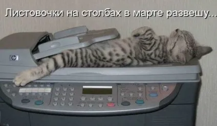 Смішні кішки - фото, приколи
