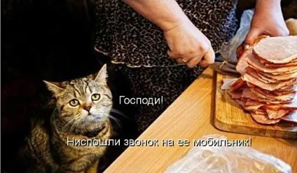 Смішні кішки - фото, приколи