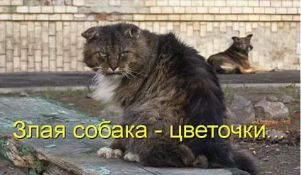 Смішні кішки - фото, приколи