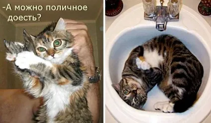 Смішні кішки - фото, приколи