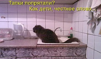 Смішні кішки - фото, приколи