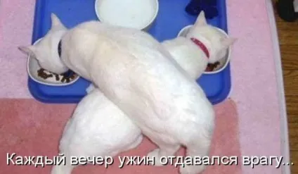 Смішні кішки - фото, приколи
