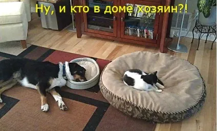 Смішні кішки - фото, приколи
