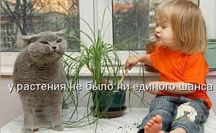 Смішні кішки - фото, приколи