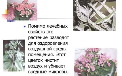 Сік каланхое при гаймориті як застосовувати, рецепт і відгуки (каланхое) Сік каланхое при гаймориті як застосовувати, рецепт і відгуки