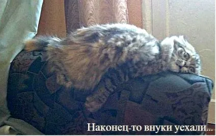 Смішні кішки - фото, приколи