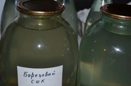 Збираємо і запасаем на зиму березовий сік