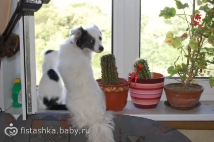 Собака роздер або чому я не люблю свого вихованця (вихованця) Собака роздер або чому я не люблю свого вихованця