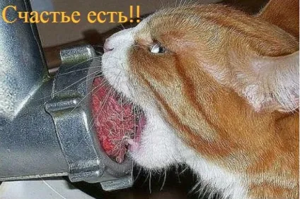 Смішні кішки - фото, приколи
