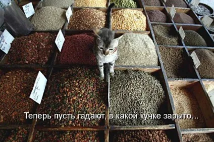 Смішні кішки - фото, приколи