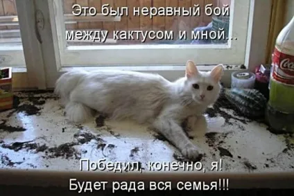 Смішні кішки - фото, приколи