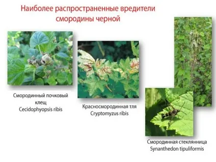 Смородина - боротьба з хворобами і шкідниками