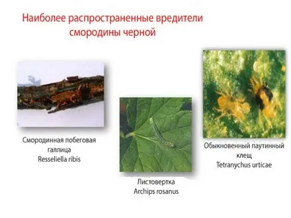 Смородина - боротьба з хворобами і шкідниками