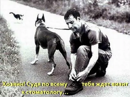 Смішні кішки - фото, приколи