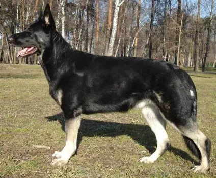 Собаки на службі людини (людини) Собаки на службі людини