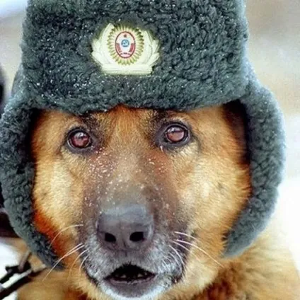 Собаки на службі