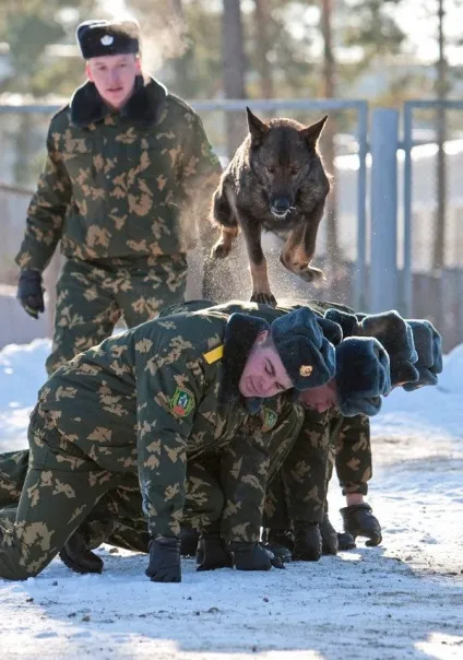 Собаки на службі