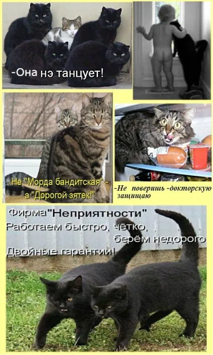 Смішні кішки - фото, приколи
