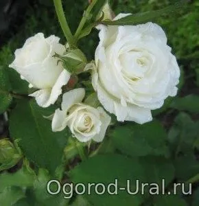 Сорти троянд для уралу